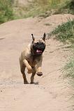 BULLMASTIFF 320